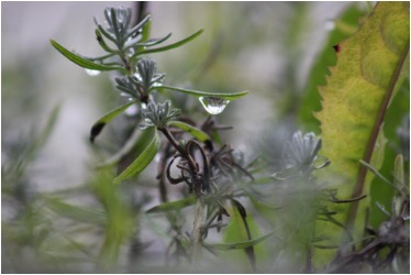 estratto-di-rosmarino